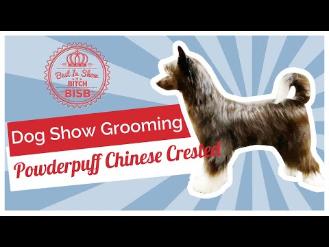 Video: Hvordan Velge En Kinesisk Crested Hundevalp
