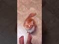 #foryou #funny #cat #shortvideo #yutube