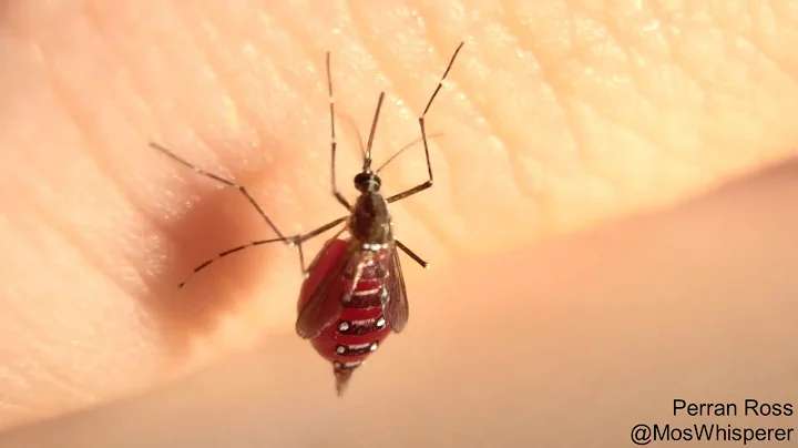 Mosquitoes drinking blood until they burst - DayDayNews