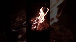 ASMR PINEWOOD BRANCH BURNING ON FIRE