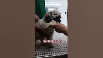 Coco S Grooming Day Shihtzu Shorts Fypシ 