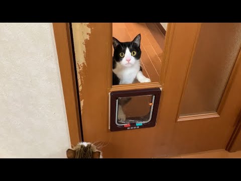 猫扉ができるのを楽しみにしてる猫