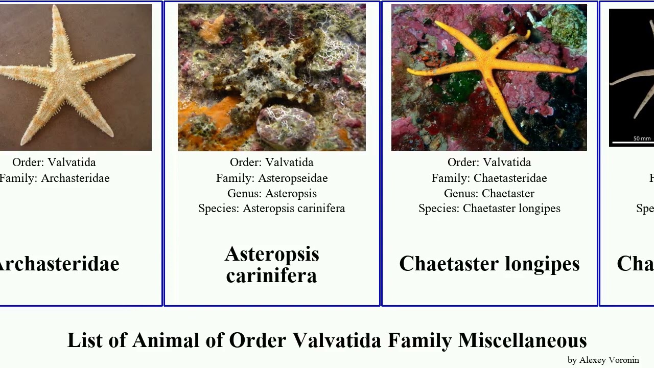 List of Animal of Order Valvatida Family Miscellaneous acanthaster archaster thorns starfish Light