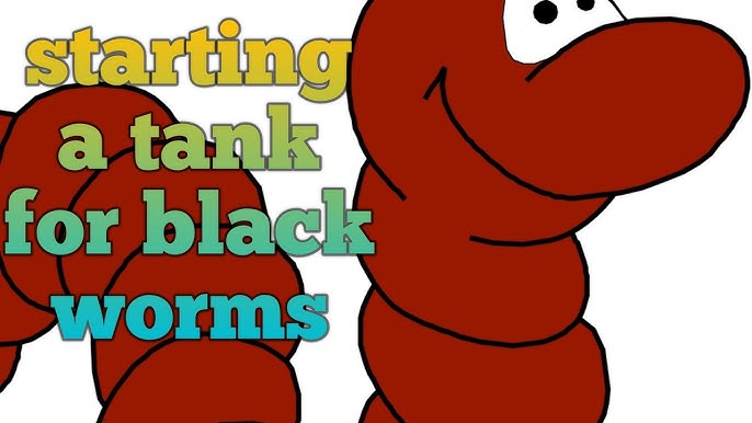 How to Culture Blackworms (Black worms) - Aquarium Tidings