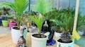 Video for Bodhi Greens Plant Nursery