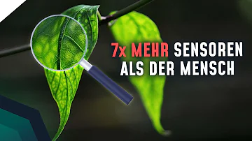 Können Pflanzen uns verstehen?