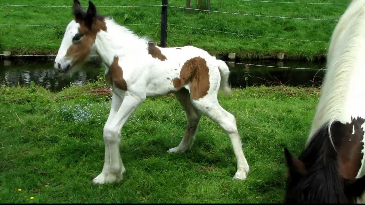 Geboren Geboren