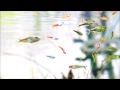#6.カラシン中心の混泳水槽～我が家の熱帯魚～(Tropical Fish of my home)