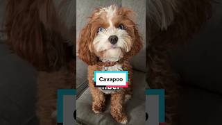 Cavapoo #facts #shorts  #dog