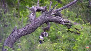 Southern African Rock Python drops prey and leaves. Rosie's Rock: Dec 30 2022, 3 PM SAST,africam.com