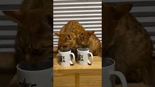cats, dogs, pets lover #animals #funny #cat