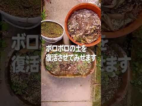 ３ステップで簡単！古い土は捨てずに再利用する【土のリサイクル】 #shorts