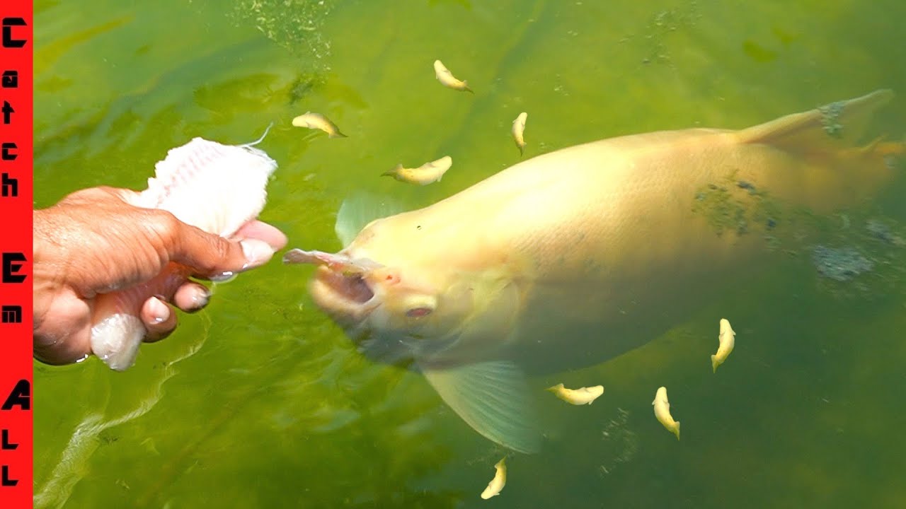 FISH LAID EGGS and the BABIES HATCHED! 