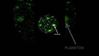 What you didnt know about viruses in the ocean #shorts #tedx