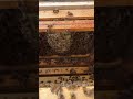 How Bees Building A Drone Comb! 🐝 #bees #building #nature