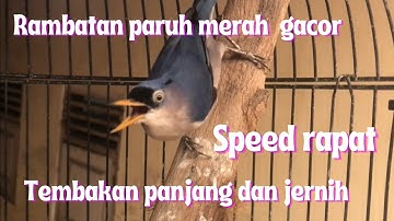 Rambatan paruh merah gacor speed rapat tembakan panjang dan jernih