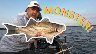 AGGRESSIVE Wiper Fishing 2025 | Rathbun Lake #fishing #Guide #outdoors