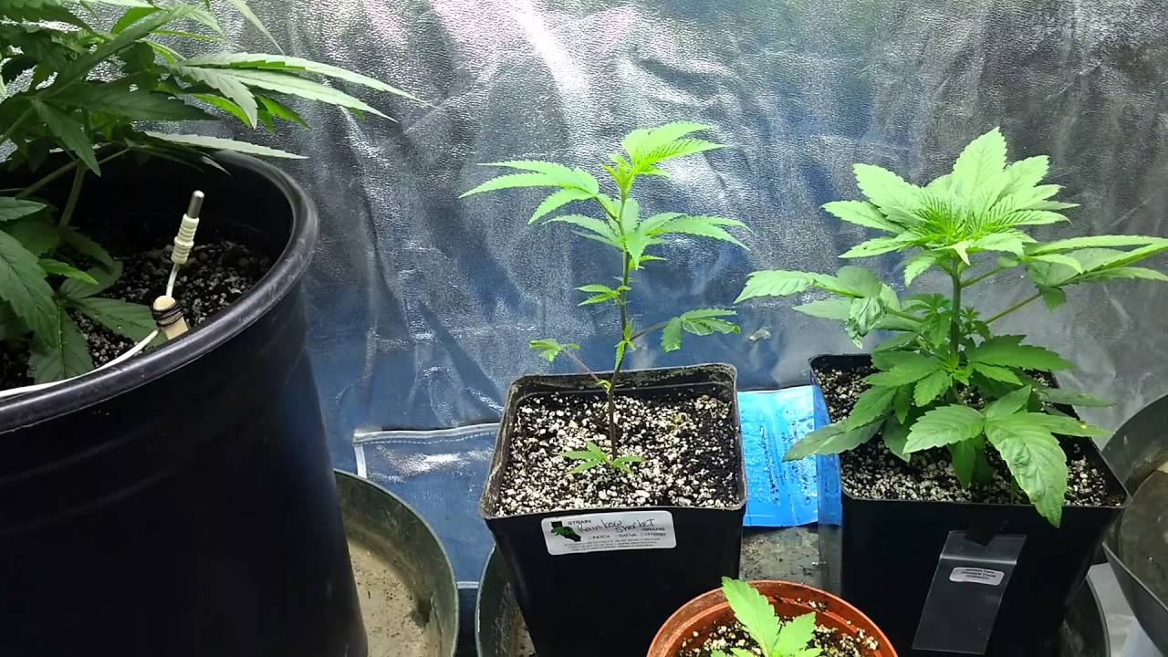 Rainbow Sherbet Grow - part 2