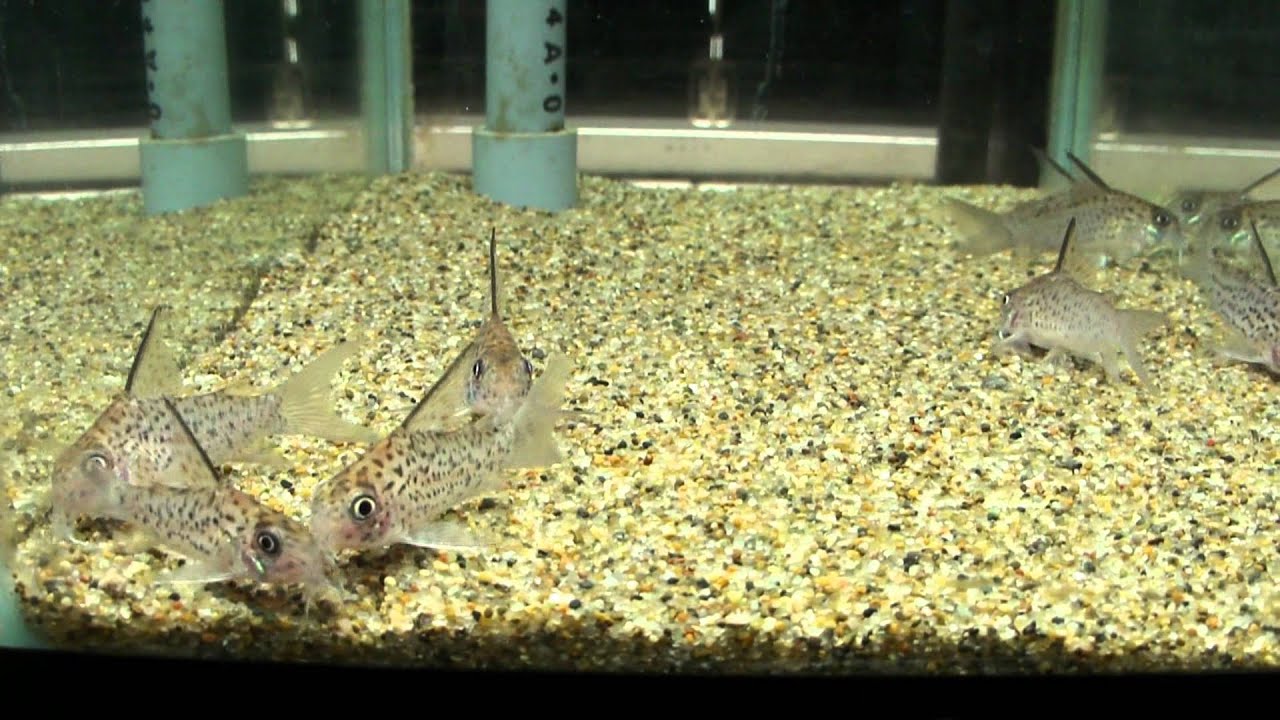 コリドラス ロレトエンシス ｗｉｌｄ 販売中 Youtube