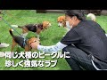 普段大人しい、みやぞんの愛犬ラブがいつになく強気です