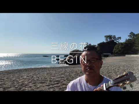 「三線の花/BEGIN」Ukulele cover 弾き語り