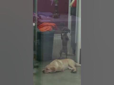 Dancing dog - YouTube