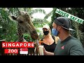 One of the BEST Zoos in the world - Singapore Zoo