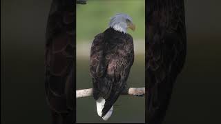 Up Close with Majesty:  Bald Eagle in the Tree 🦅
