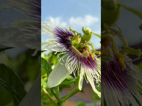 Video: Flori de fructul pasiunii care polenizează manual - Cum să polenizezi pasiunea viță de vie cu mâna