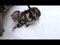 雪遊びするネコ５