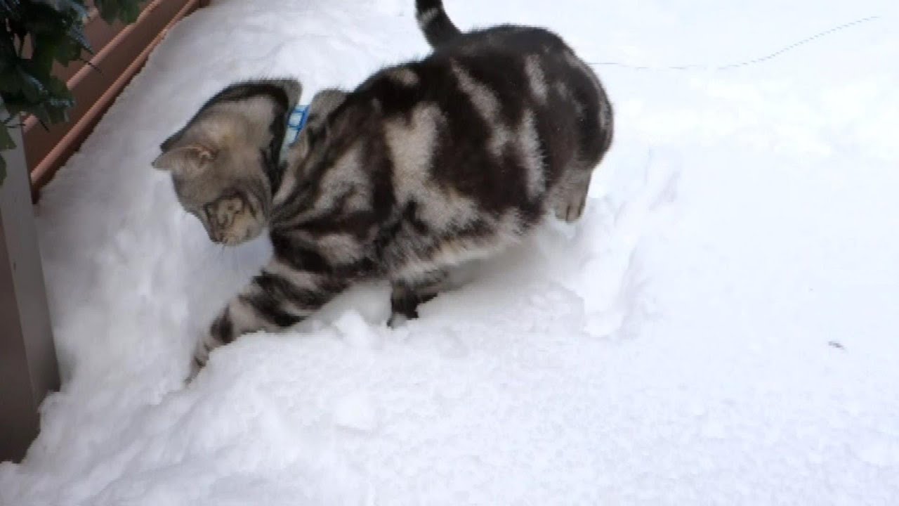 雪遊びするネコ５