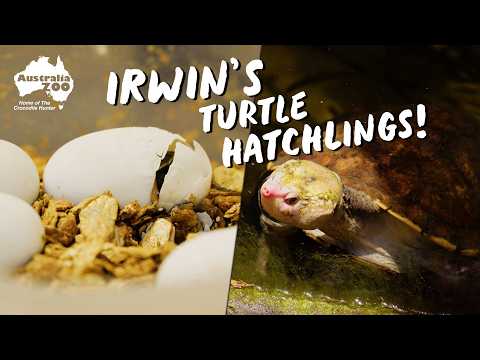 Our Baby Irwin's Turtles Are Here! thumbnail
