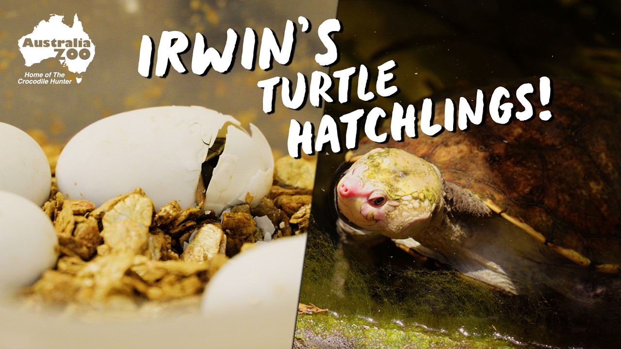 Последние новости о наших маленьких черепашках Ирвини