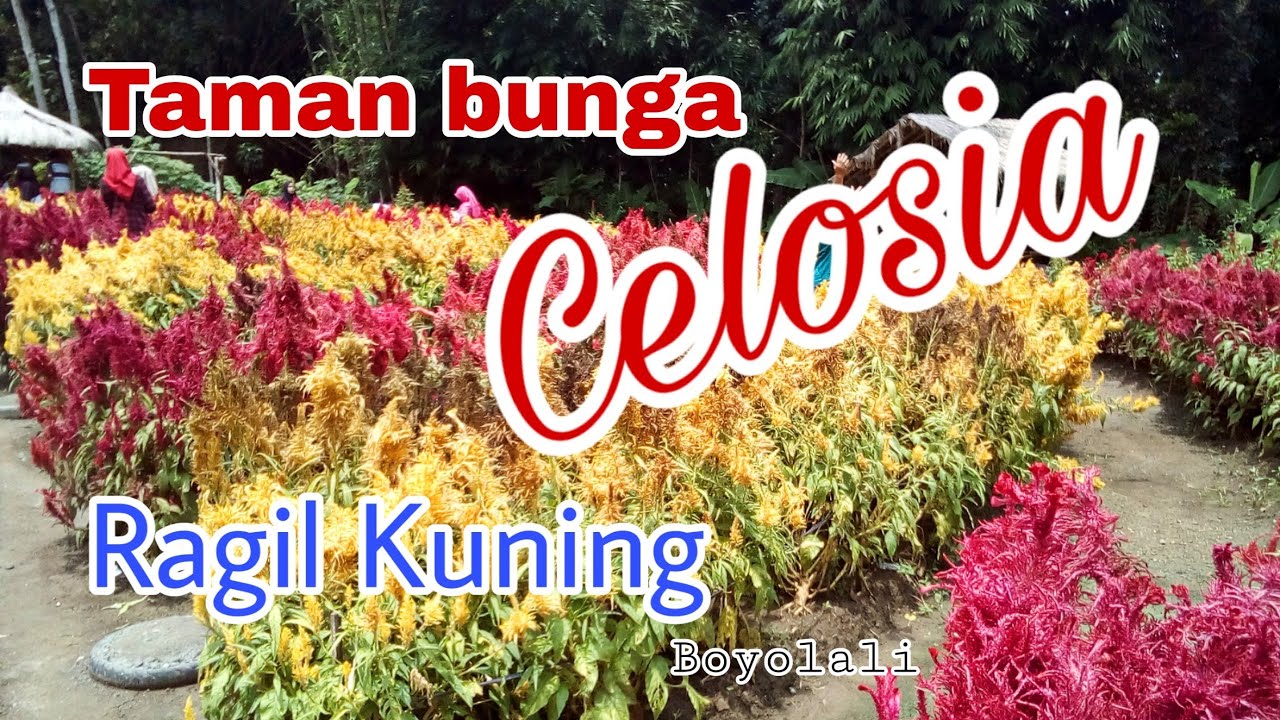 Wisata Boyolali Taman Bunga Celosia Ragil Kuning Simo Boyolali