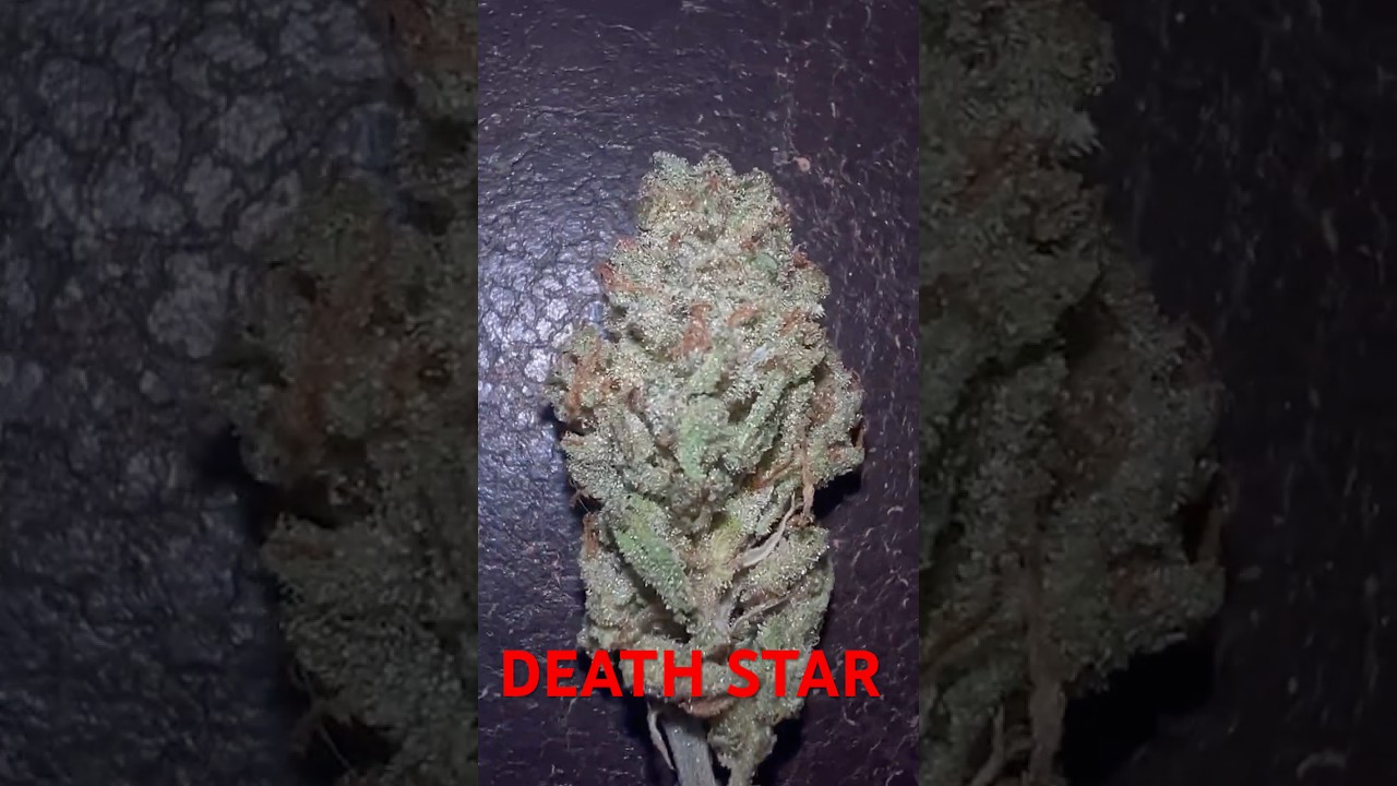 Deathstar strain review