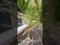 YOU can Grow a Palm Tree in a COLD Zone 6 Utah!  EASY Fix!  #howto #easyfix #viral #fypシ #gardening