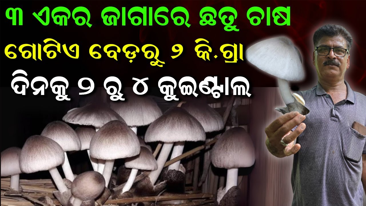 ଏତେବଡ ଛତୁ ଫାର୍ମ ଆଗରୁ ଦେଖିନଥିବେ || The Largest Mushroom Farm In Odisha. @EfarmingOdisha