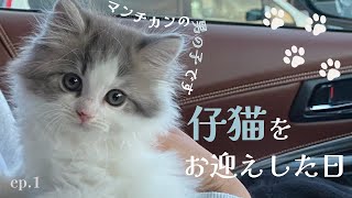 【マンチカン】初めまして! 生後50日の仔猫をお迎えしました