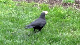 Joe the Crow.mov