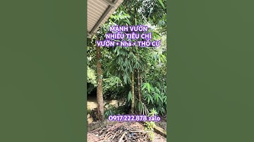 💥 BÁN VƯỜN CÓ NHIỀU TIÊU CHÍ TẠI BÌNH LỘC LONG KHÁNH GIÁ 2tỉ7 ĐƯỜNG NHỰA