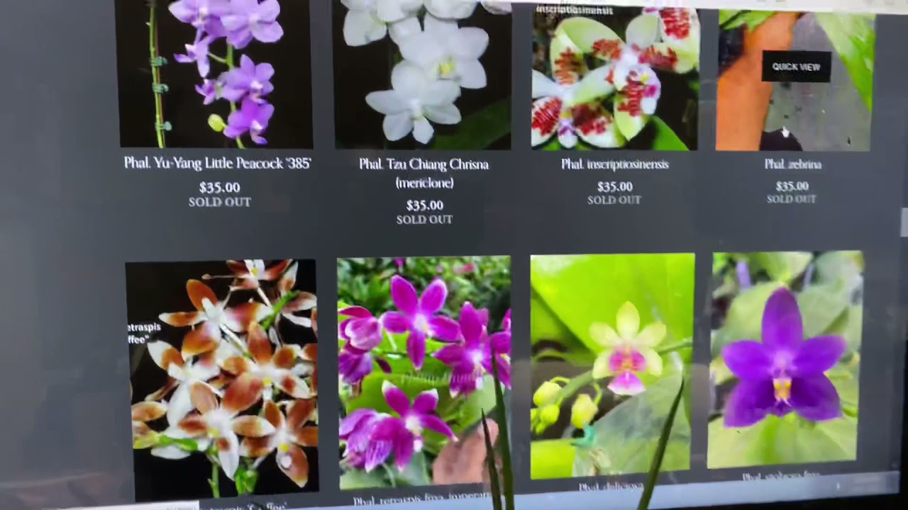 MY TAIMIAMI VIRTUAL HAUL FROM BREDREN ORCHIDS
