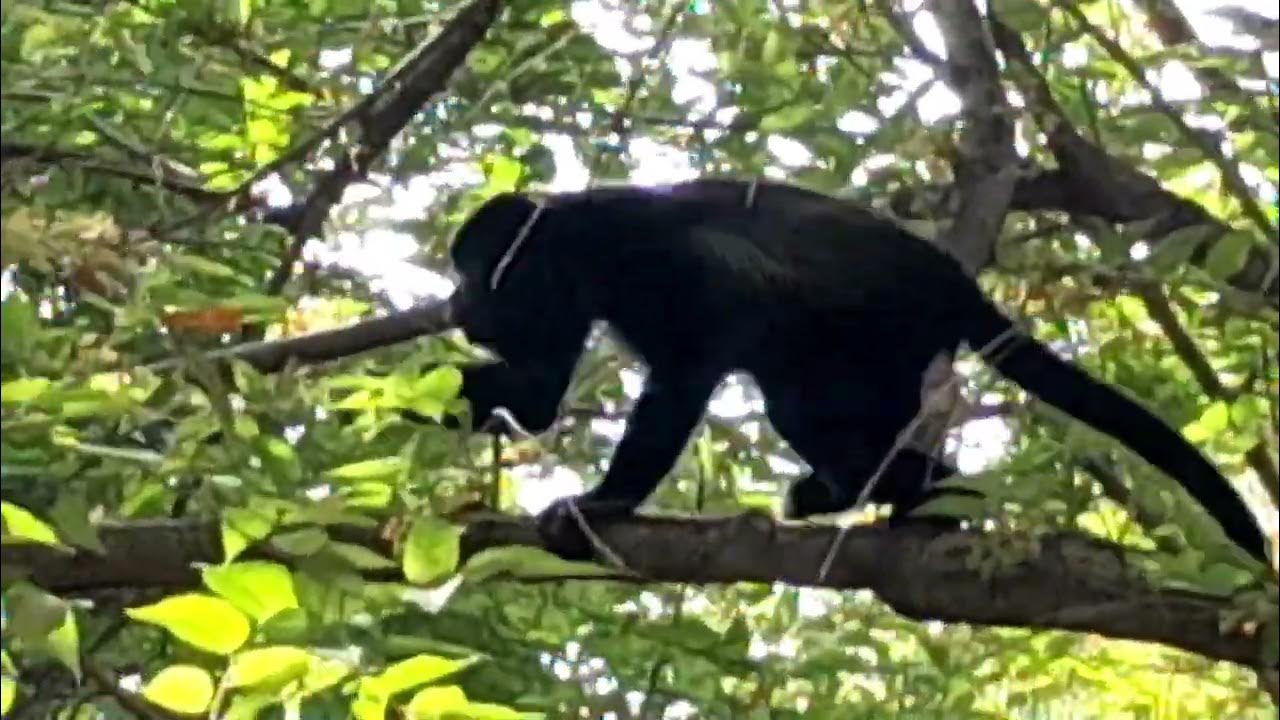 The Howl of the Howler Monkeys YouTube
