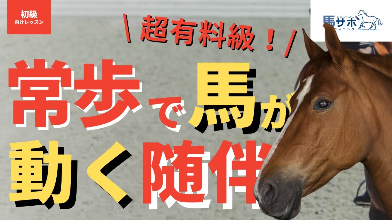 【乗馬】常歩で馬が元気よく動く随伴＆考え方