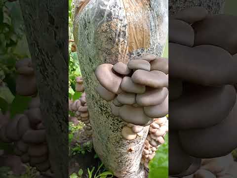 Грибы. Вешенки за несколько дней на скорлупе из семечек. #shortsvideo #грибы #вешенки