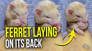 Ferret Laying On Its Backs and Cleaning Itself