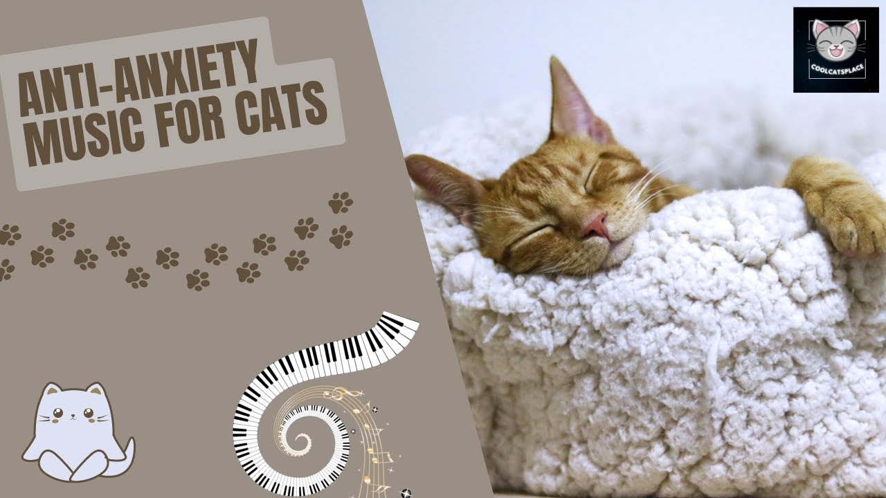 Music break for your cat to reduce stress (60 BPM)