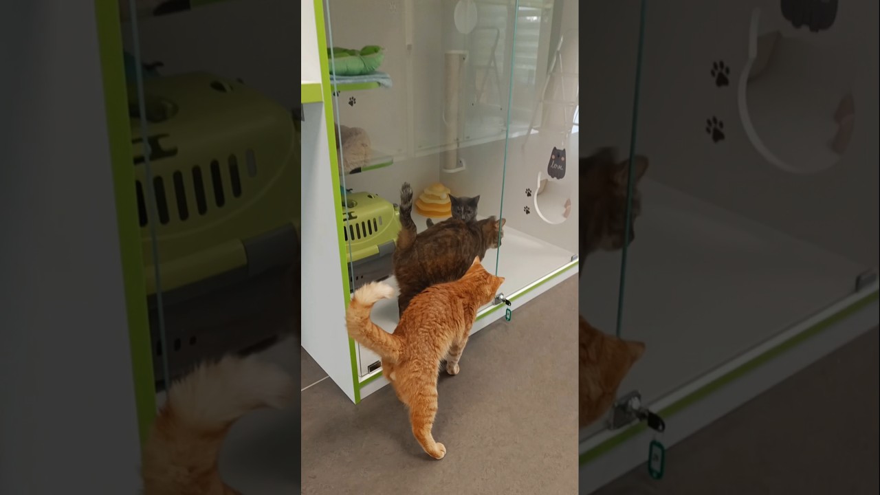 Утро котиков в гостинице😼🏨