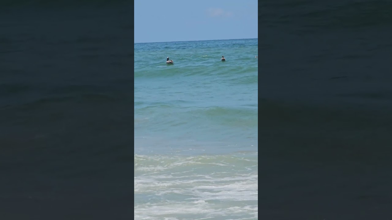 Pelicans Gliding over Calm Waters 🦤 💙