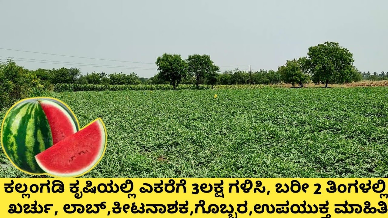 ಕಲ್ಲಂಗಡಿ ಕೃಷಿ ಹೀಗೆ ಬೆಳೆದರೆ ಲಾಭ ಖಂಡಿತ, ಖರ್ಚು,ಲಾಭ, ಕೀಟನಾಶಕ,ಗೊಬ್ಬರಗಳು, ತುಂಬಾ ಉಪಯುಕ್ತ ಮಾಹಿತಿ,#farming,