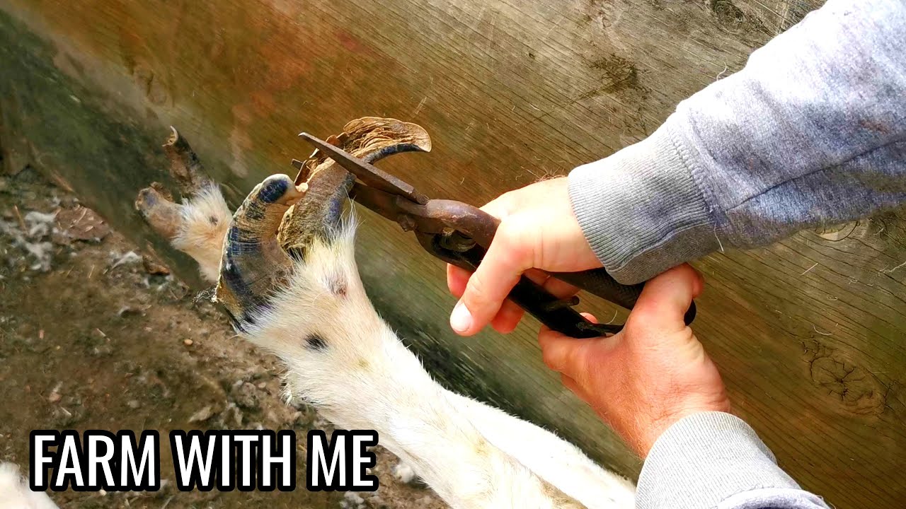 Trimming Ram's Overgrown Toes